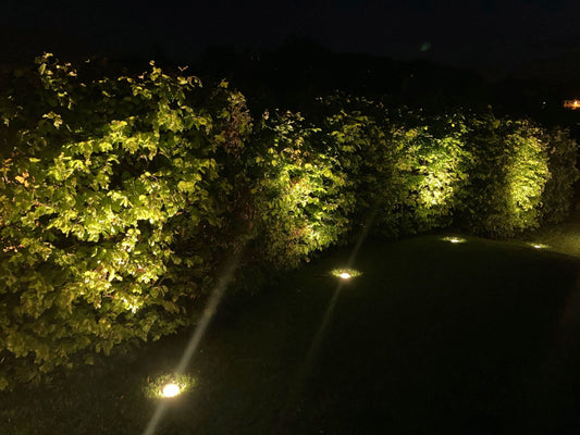 Eine Hecke wird von Paulmann Plug & Shine Leuchten bestrahlt.