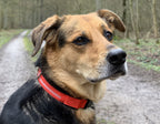 Hunde-Halsband leuchtend mit LED 28-35cm, Größe S, rot