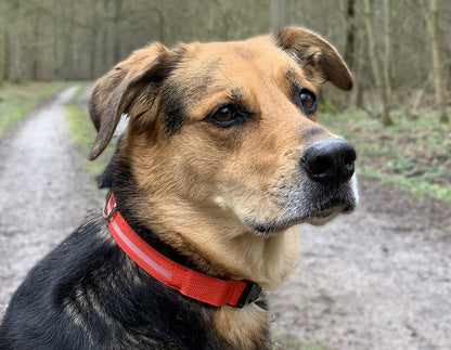 Hunde-Halsband leuchtend mit LED 28-35cm, Größe S, rot